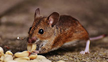 school-and-daycare-pest-control Experts in Charleston